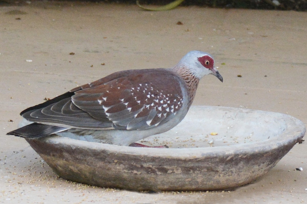 Speckled Pigeon - ML84179311