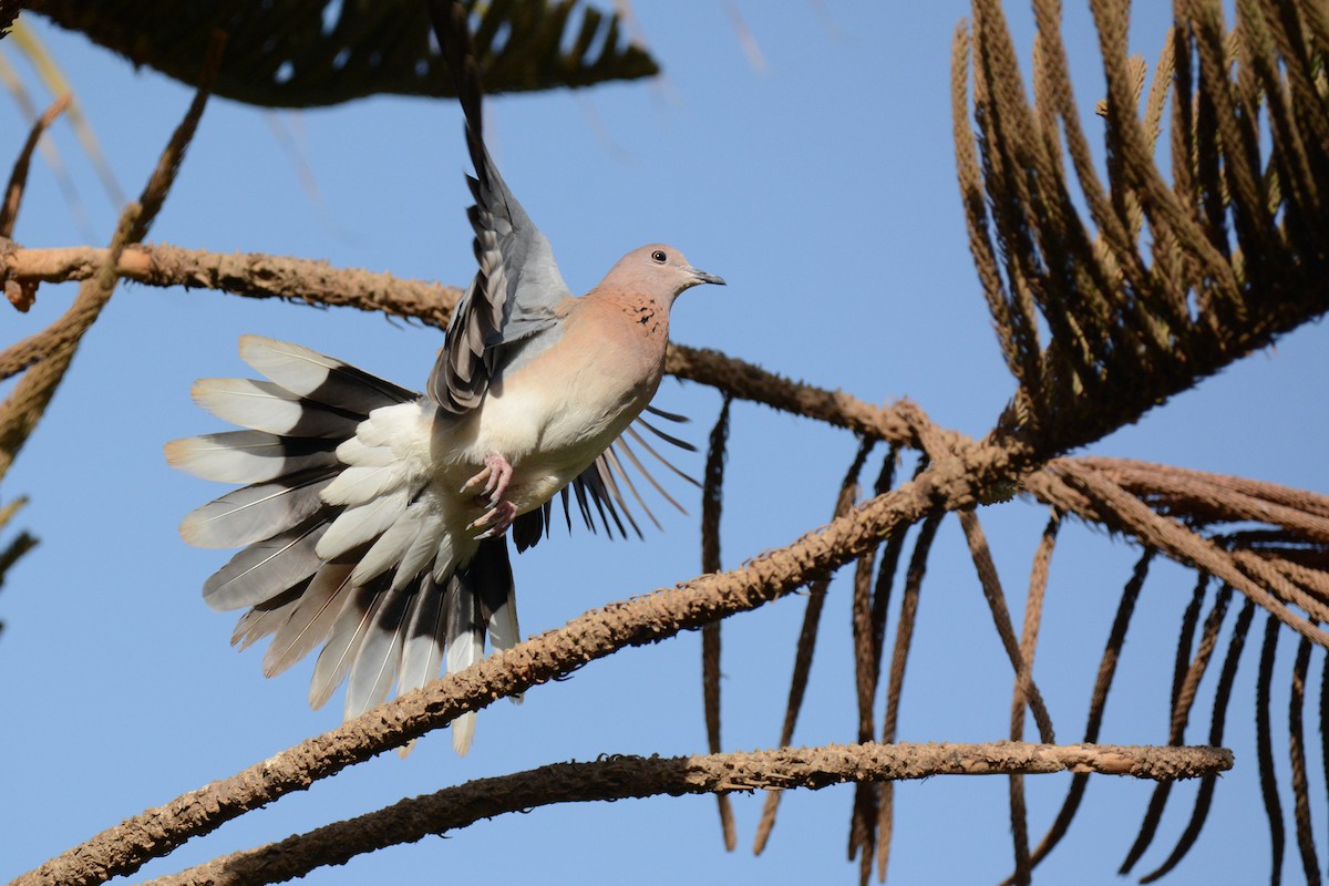 Tórtola Senegalesa - ML84179861