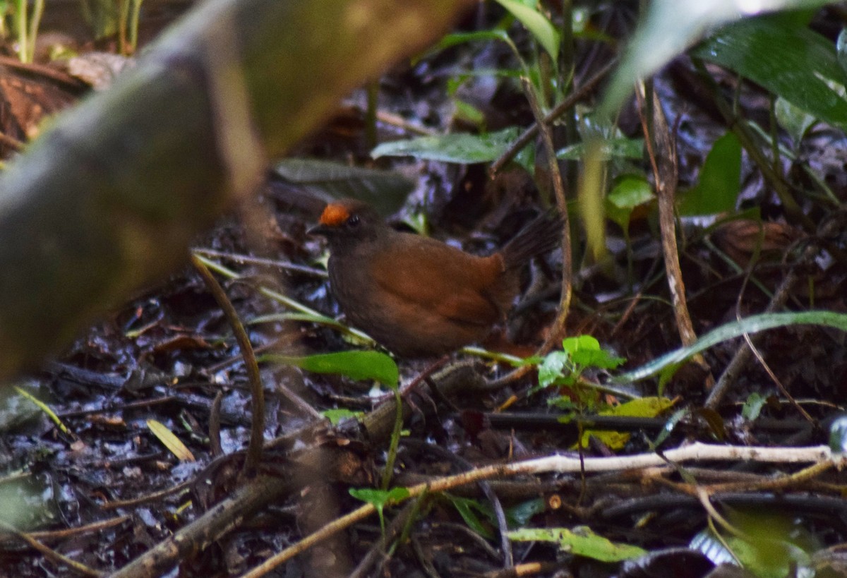 Rufous-fronted Antthrush - Noe Roger Huaraca Charca