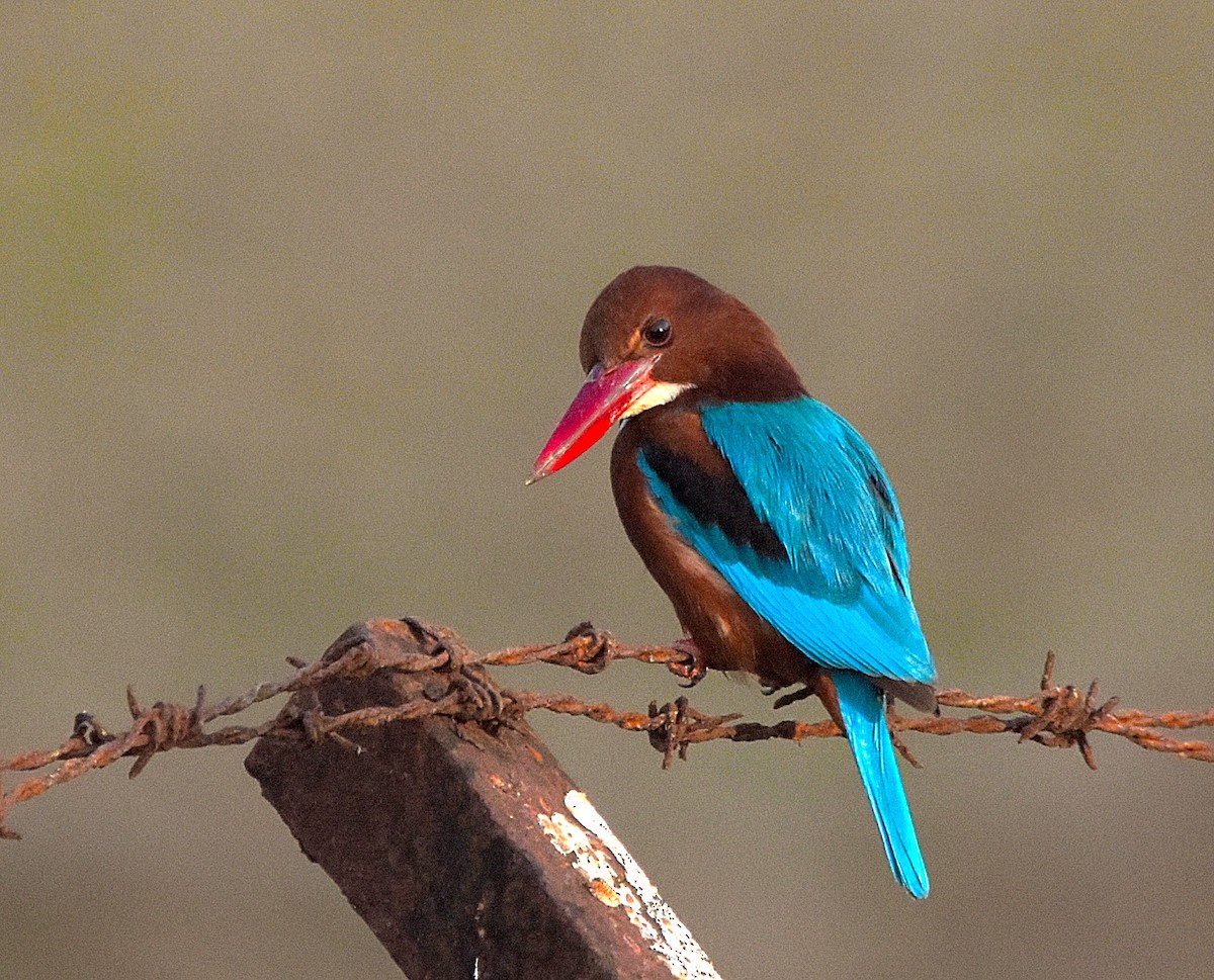 White-throated Kingfisher - ML84180621