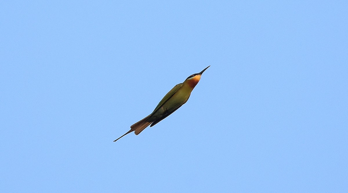 Chestnut-headed Bee-eater - ML84180681