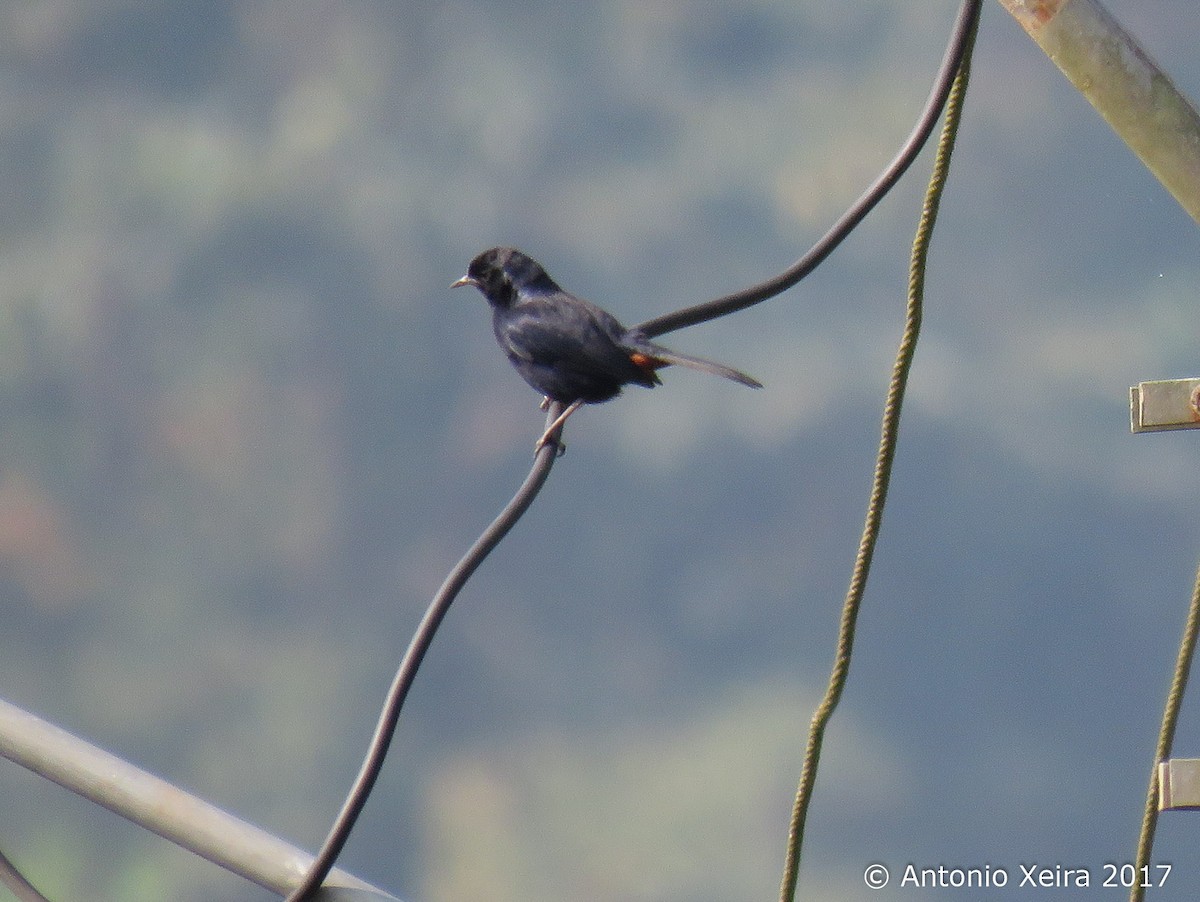 Indian Robin - Antonio Xeira