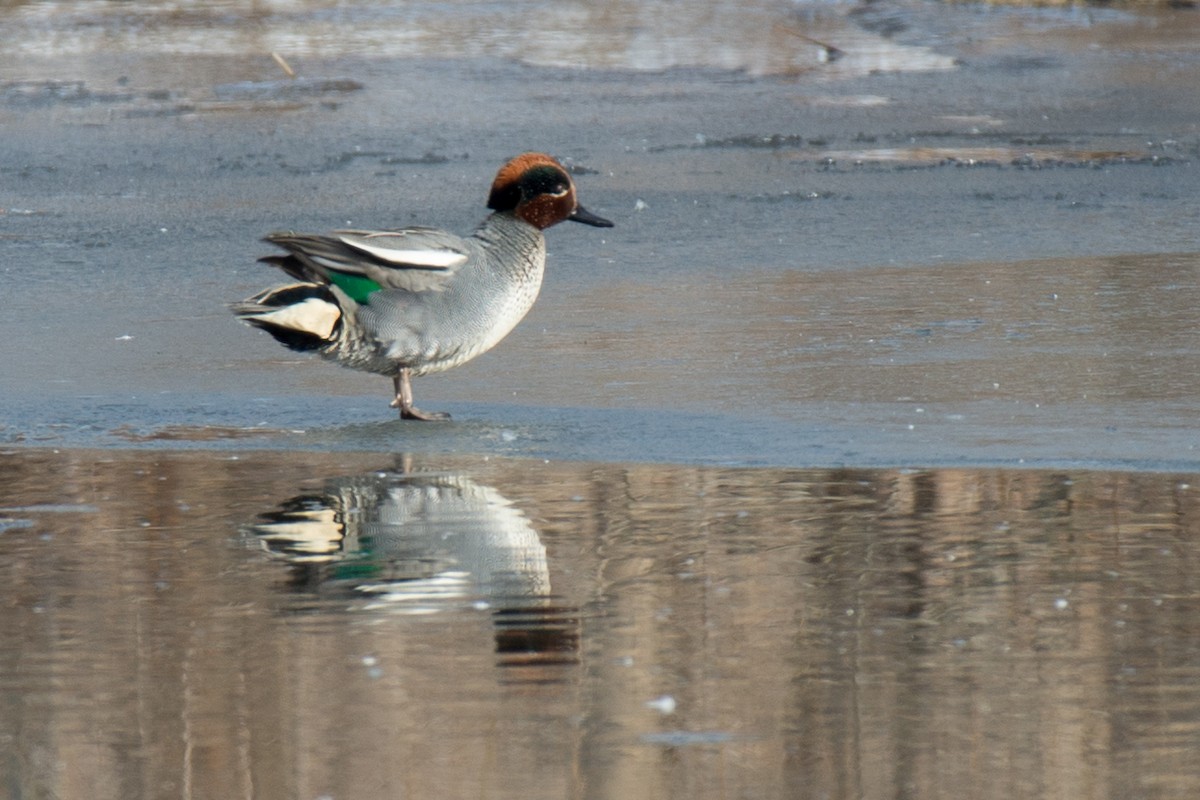 Green-winged Teal (Eurasian) - Kayann Cassidy