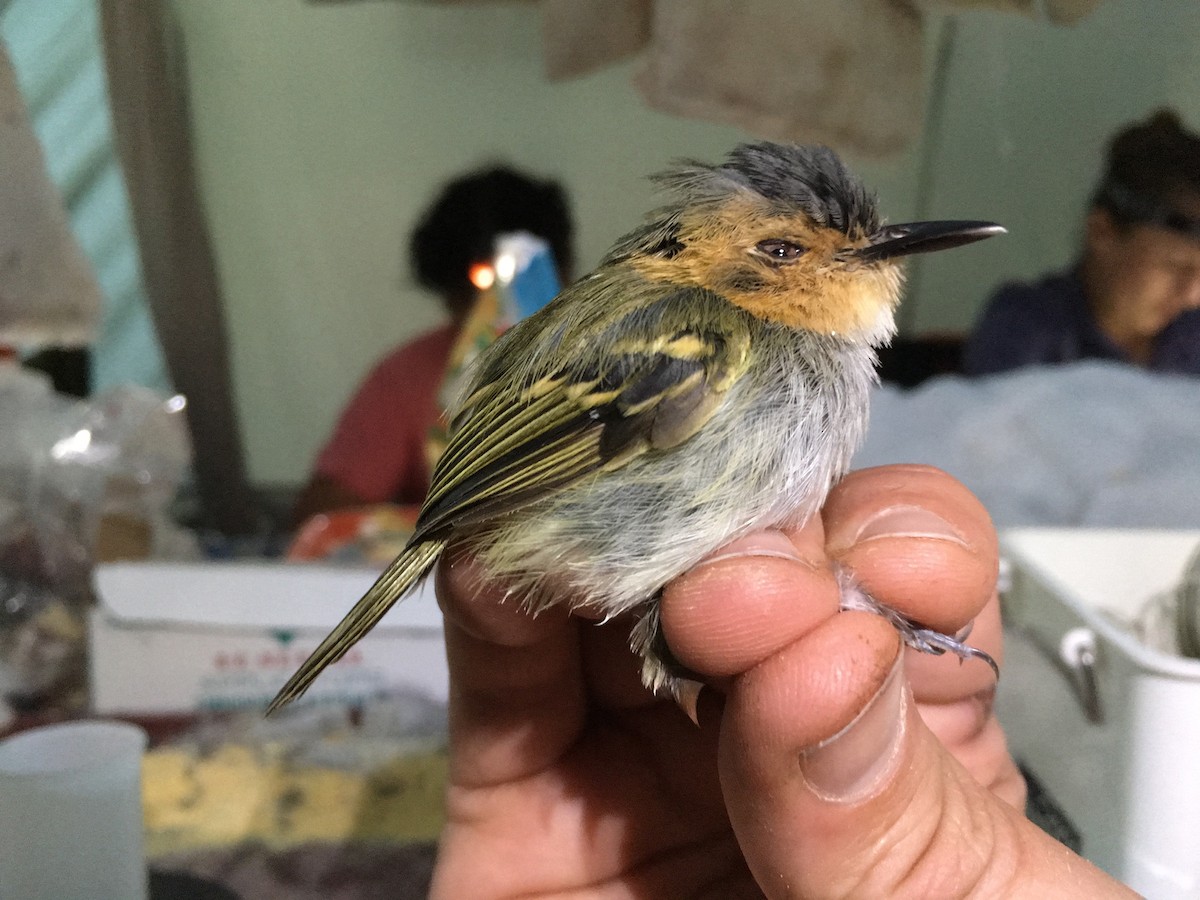 Ochre-faced Tody-Flycatcher - ML84185861