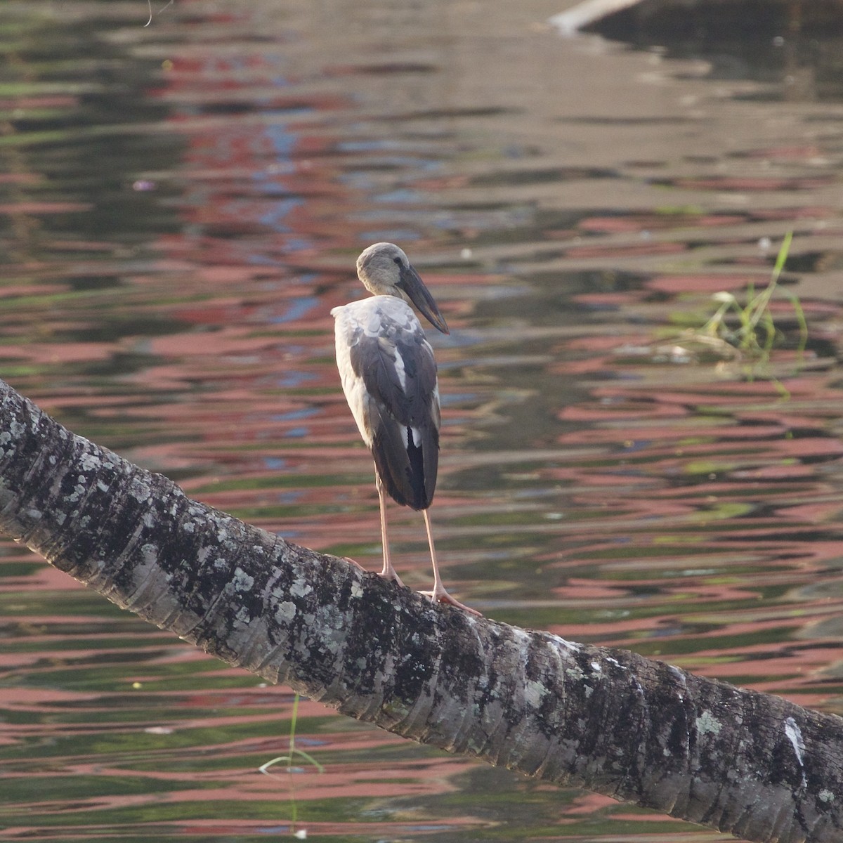 Asian Openbill - ML84186281