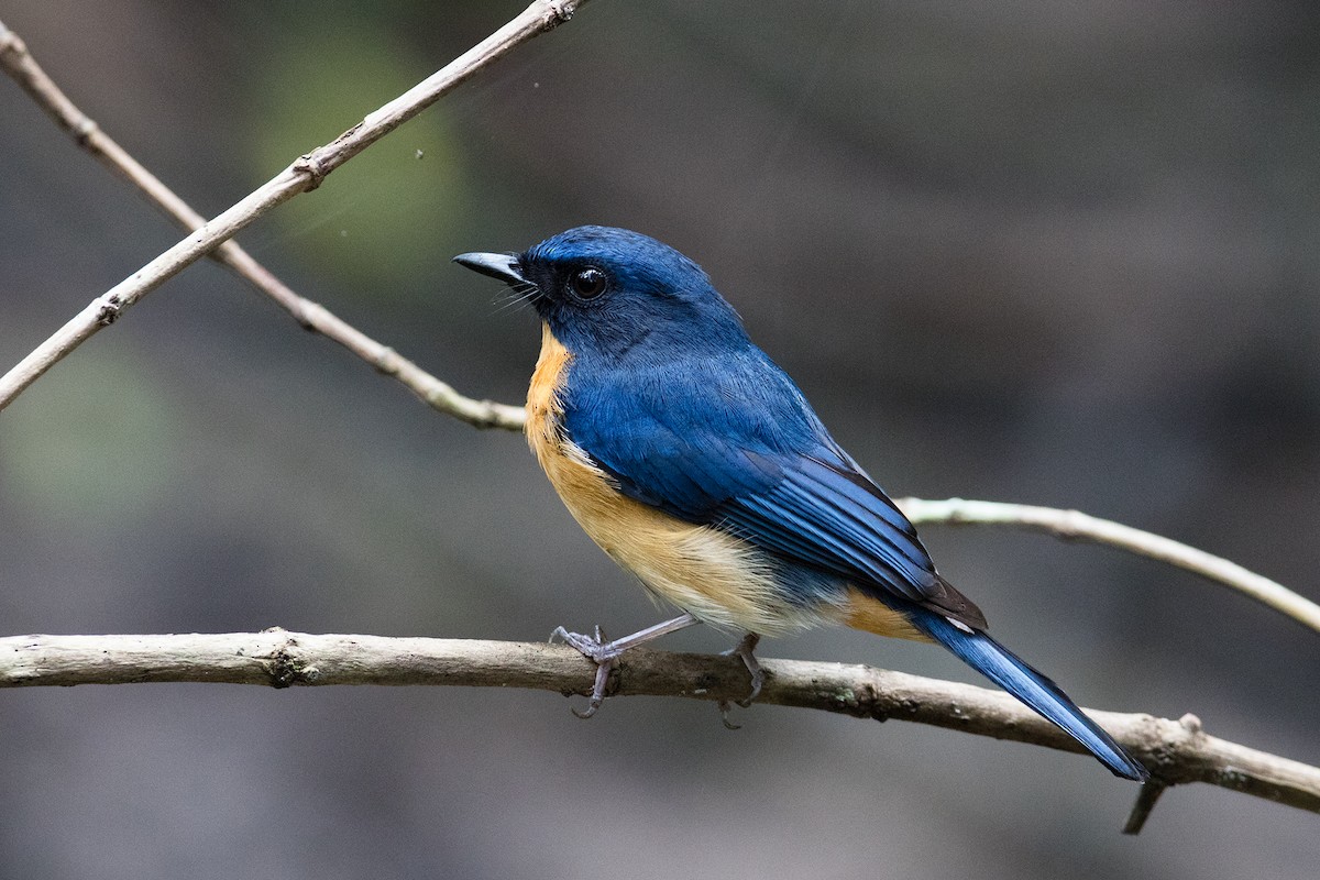 Mangrove Blue Flycatcher - ML84186411