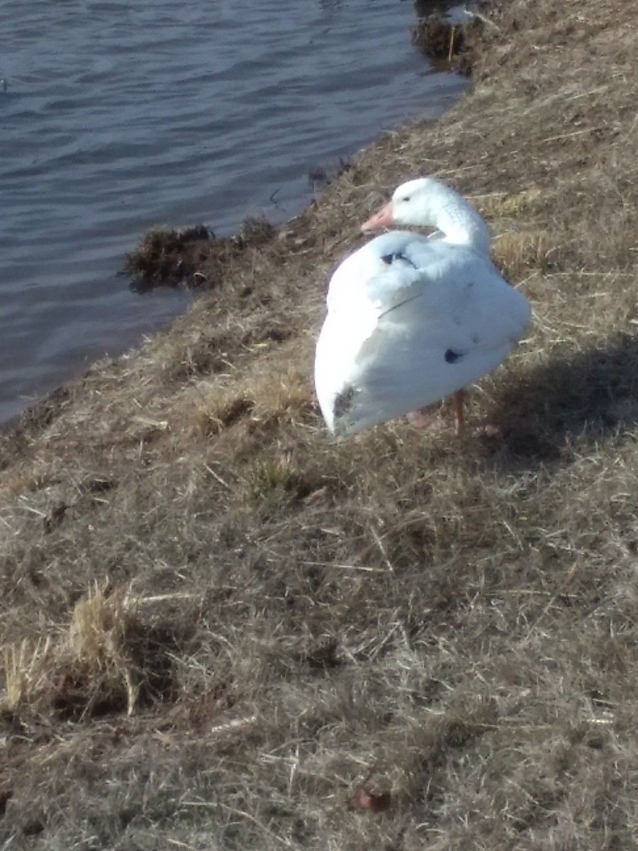 Graylag Goose (Domestic type) - ML84187231