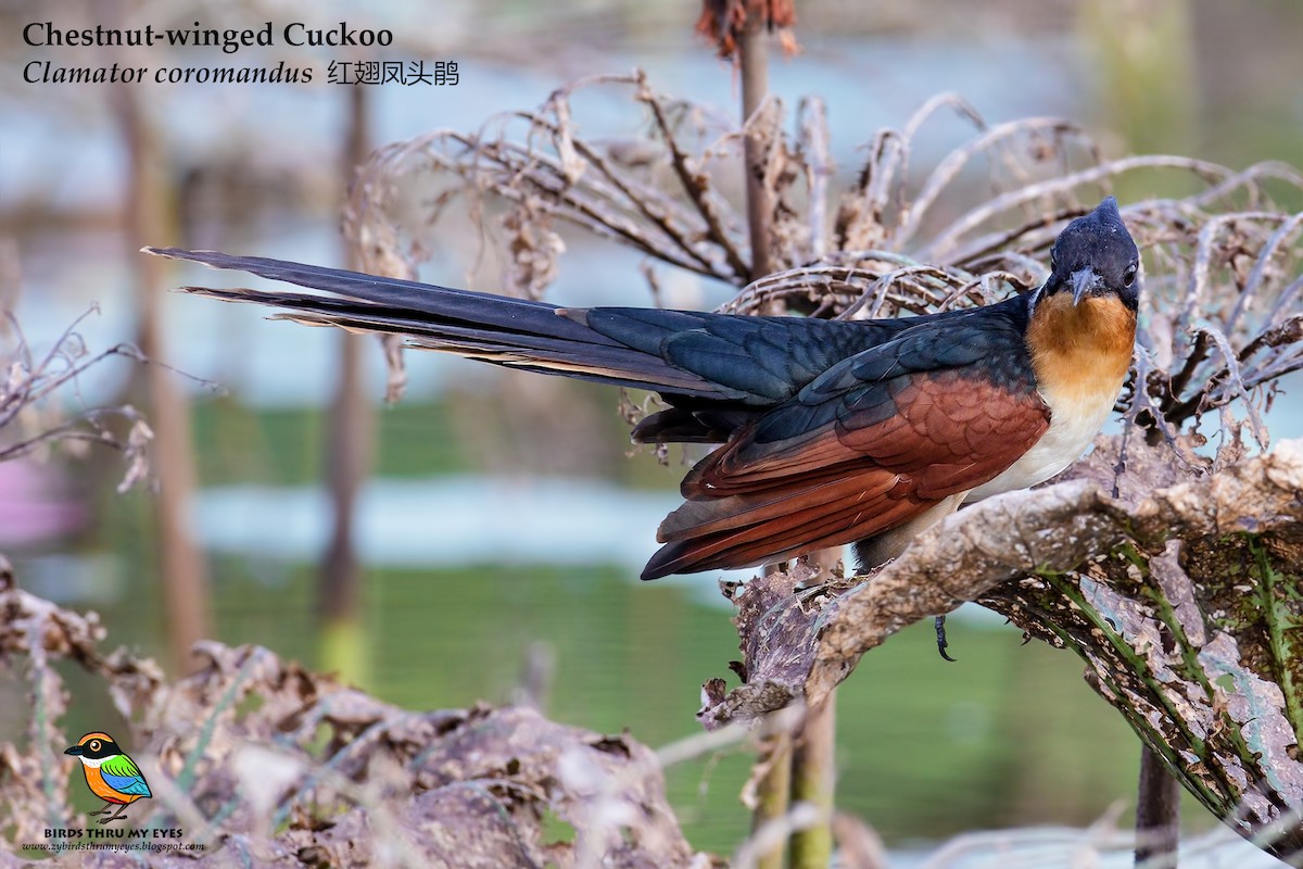 Chestnut-winged Cuckoo - ML84190181