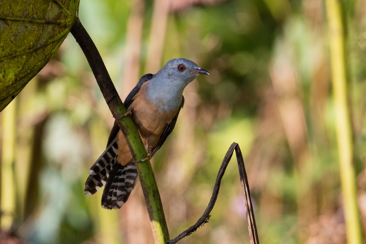 Plaintive Cuckoo - ML84190681