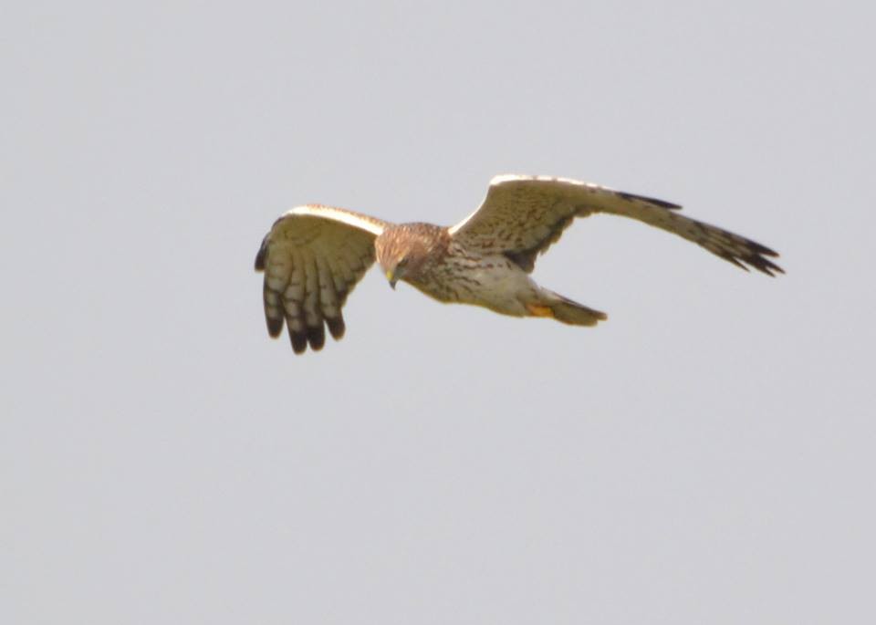 Eastern Marsh Harrier - Jaydip Bhattacharya