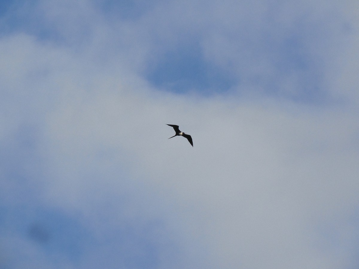 Magnificent Frigatebird - Tarran Maharaj