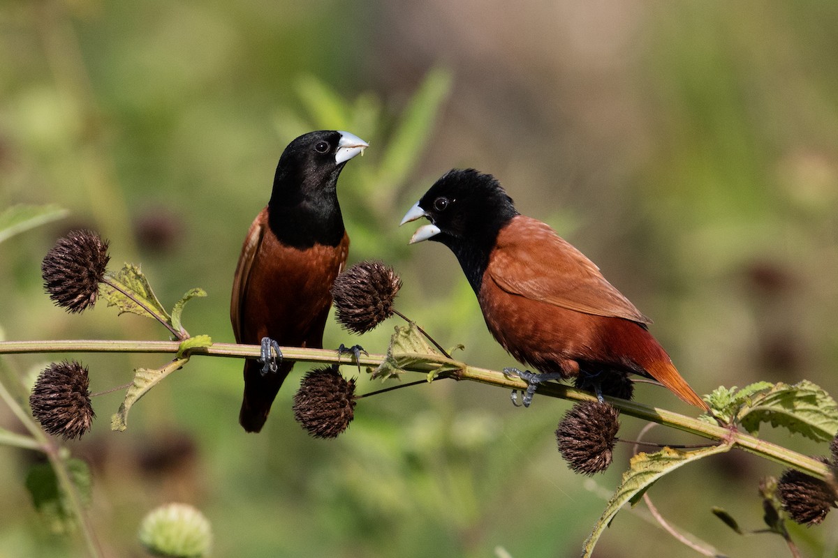 Chestnut Munia - Zhong Ying Koay