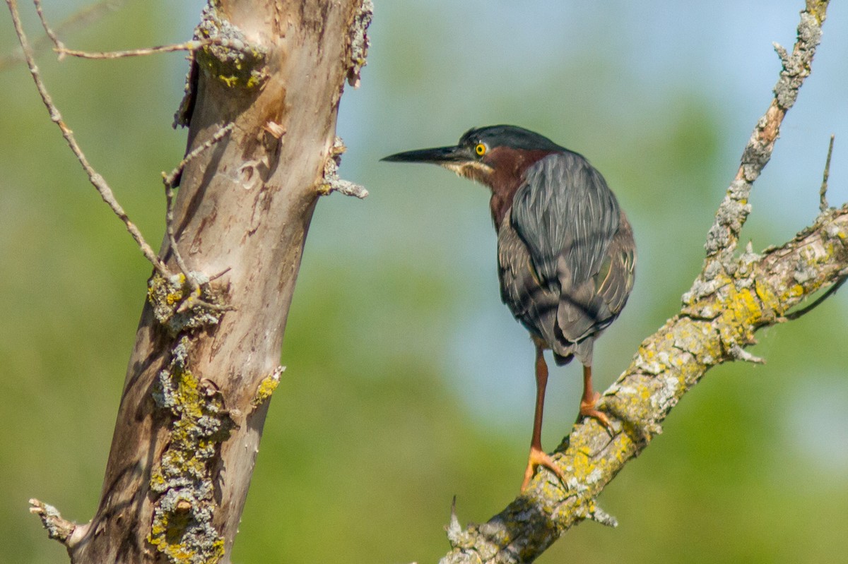 Green Heron - Kyle Blaney