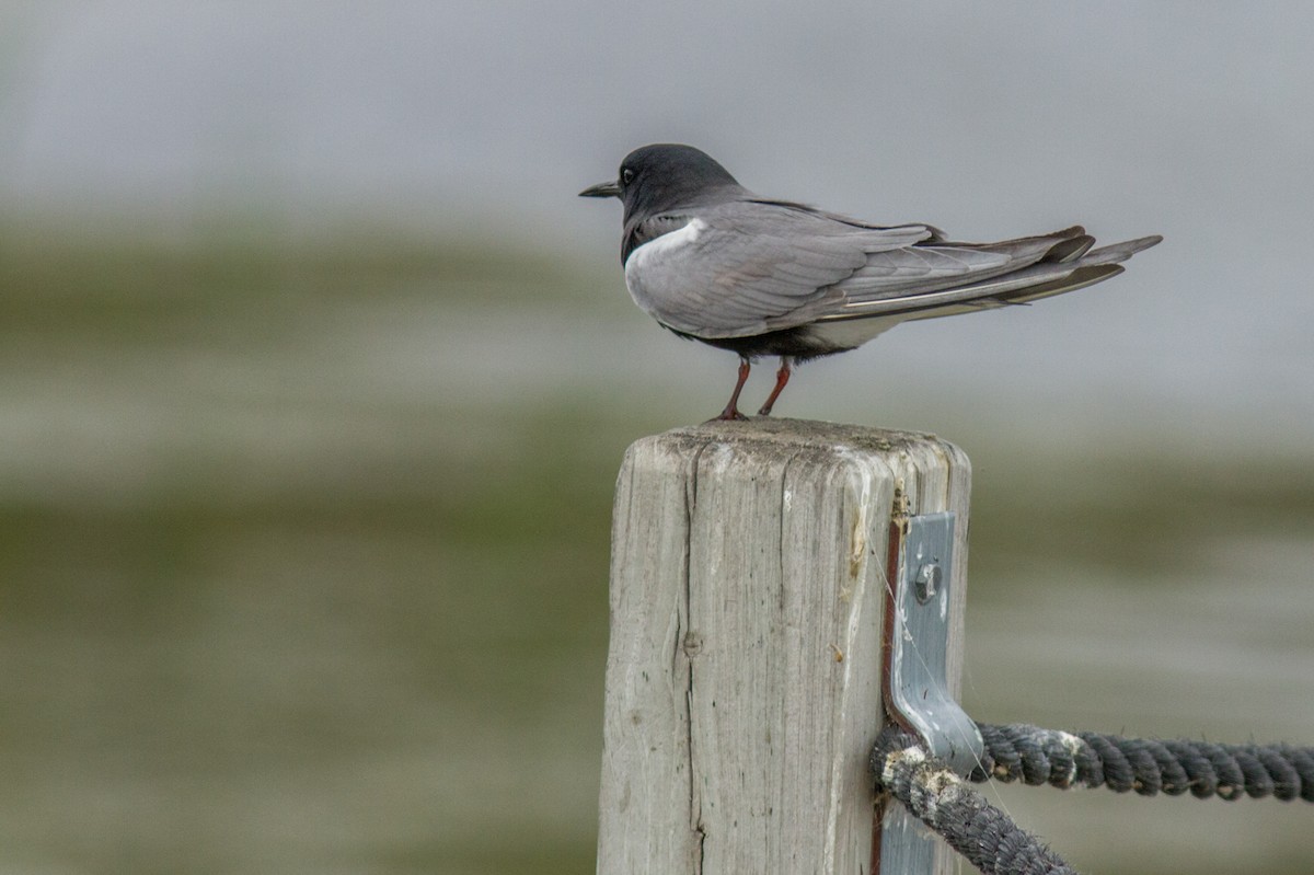 Black Tern - ML84193321