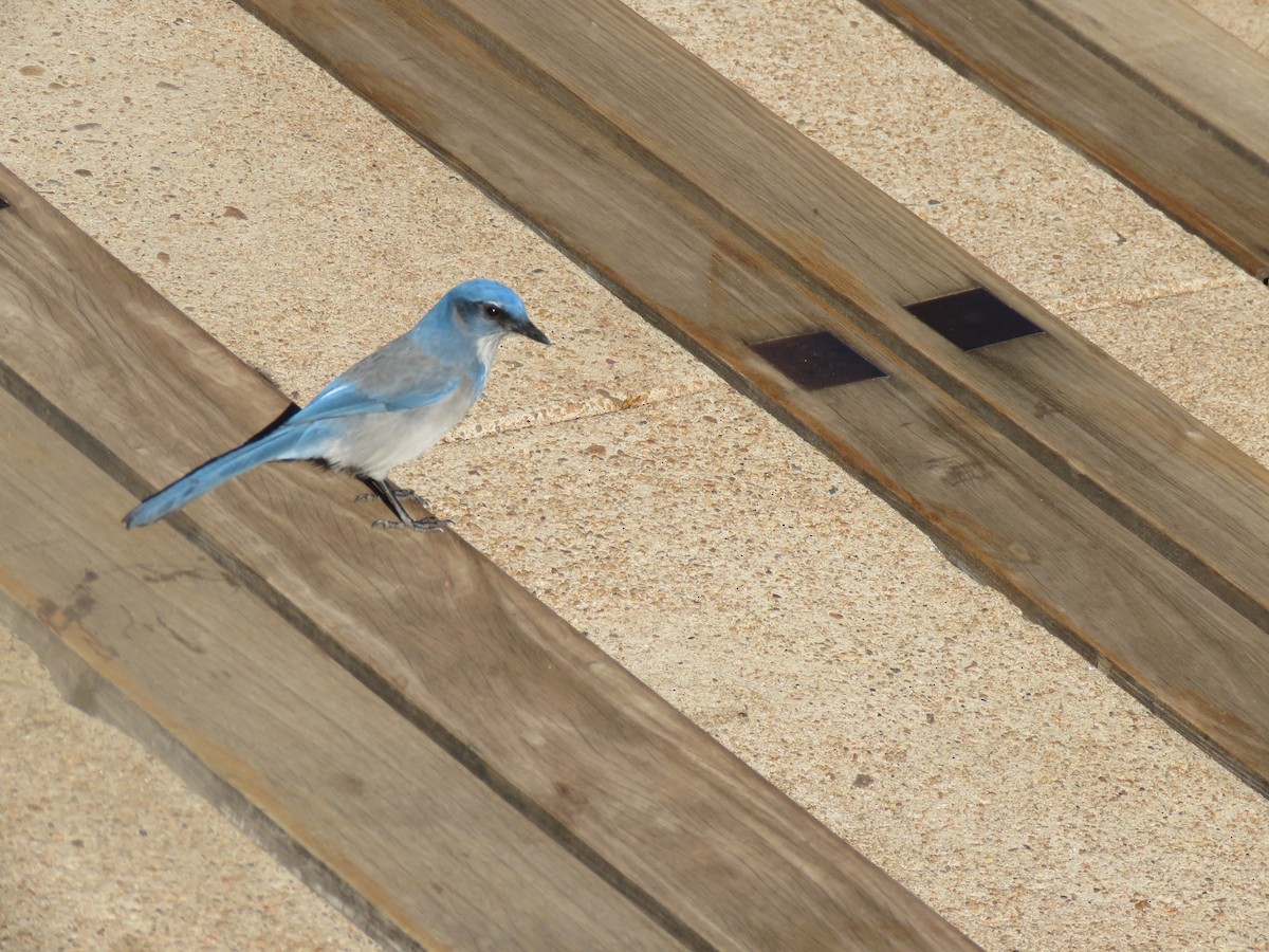 Woodhouse's Scrub-Jay - Bassel Rabah