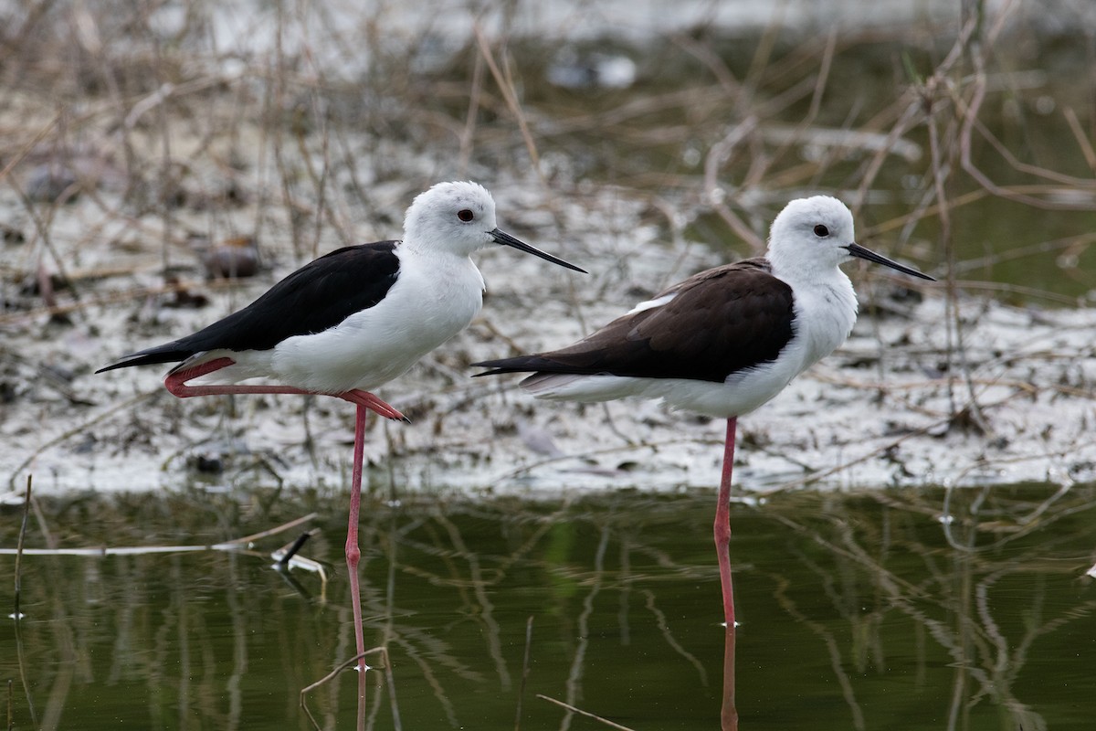 Black-winged Stilt - ML84194611