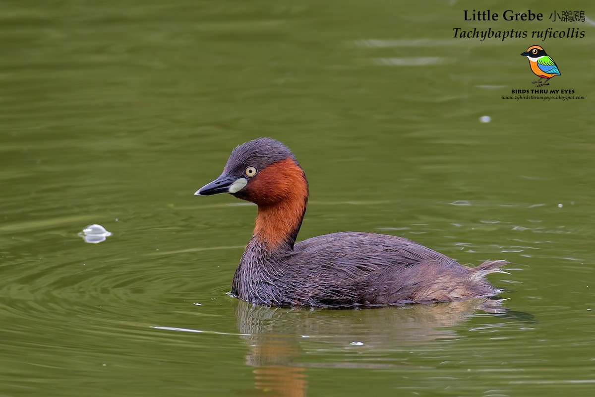 Little Grebe - Zhong Ying Koay