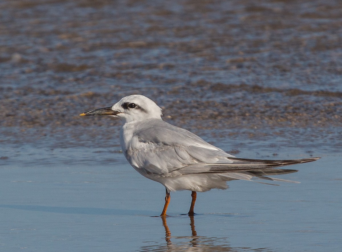 Snowy-crowned Tern - ML84195341