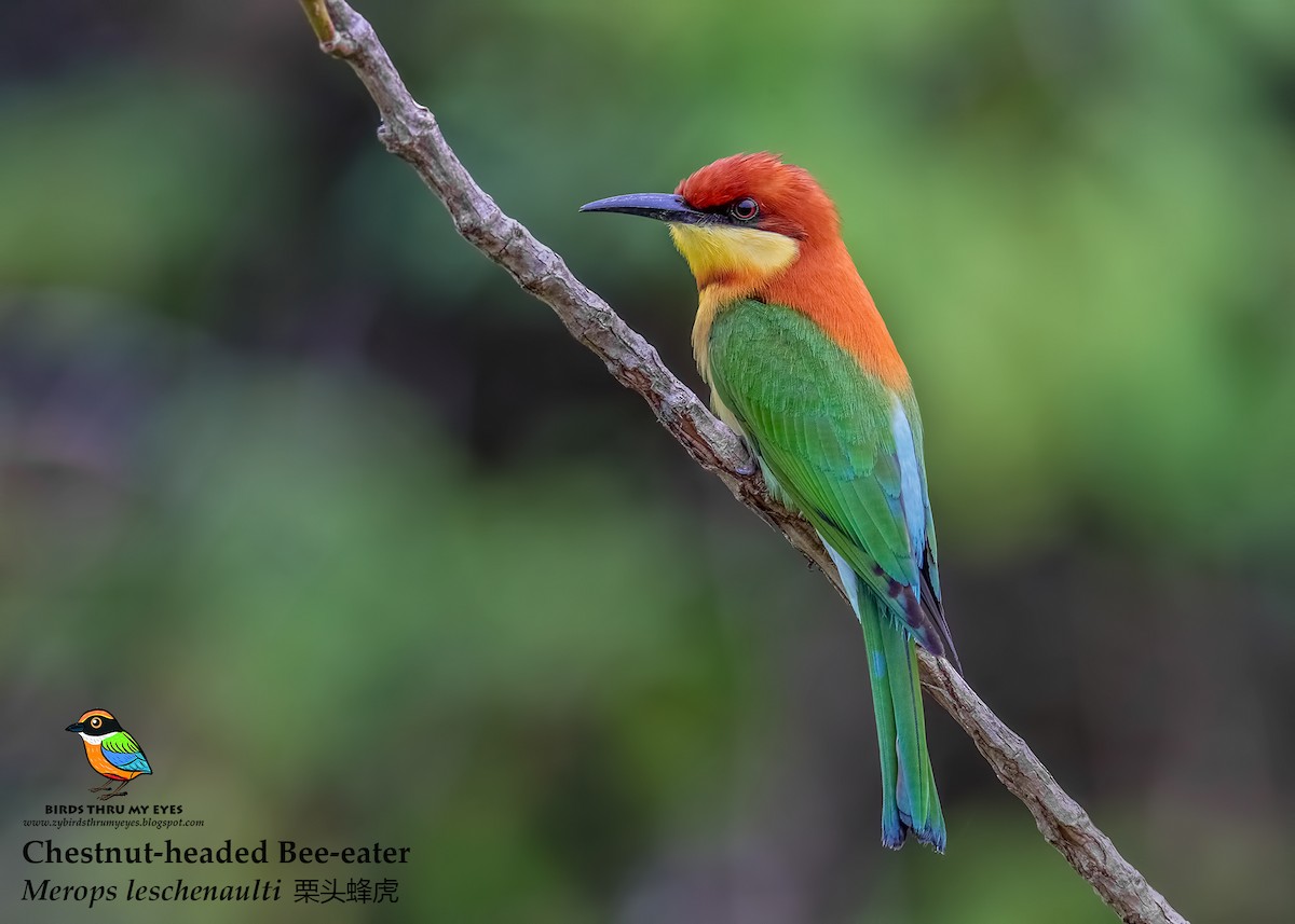 Chestnut-headed Bee-eater - Zhong Ying Koay