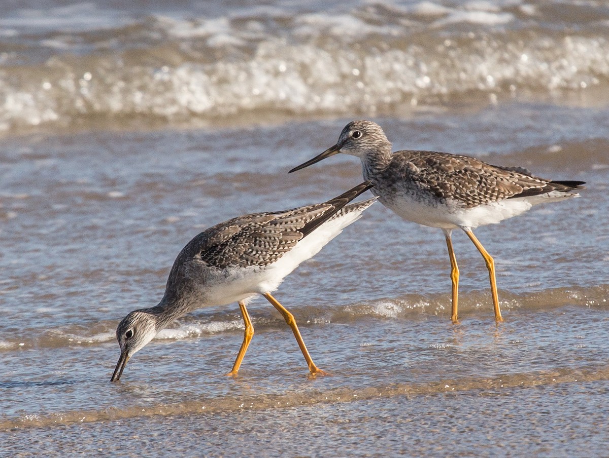 Greater Yellowlegs - ML84196131