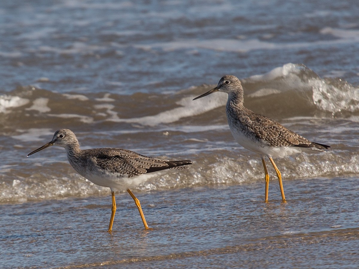 Greater Yellowlegs - ML84196141