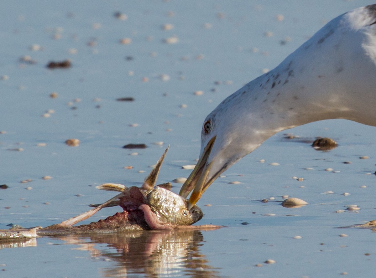 Kelp Gull - ML84196151