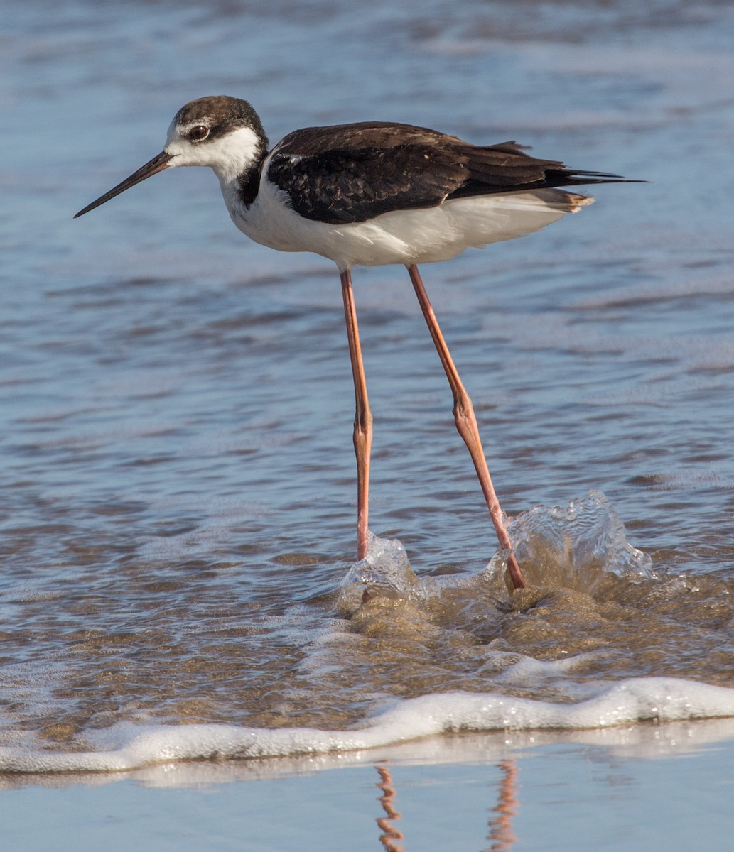 Black-necked Stilt - Fernando  Jacobs