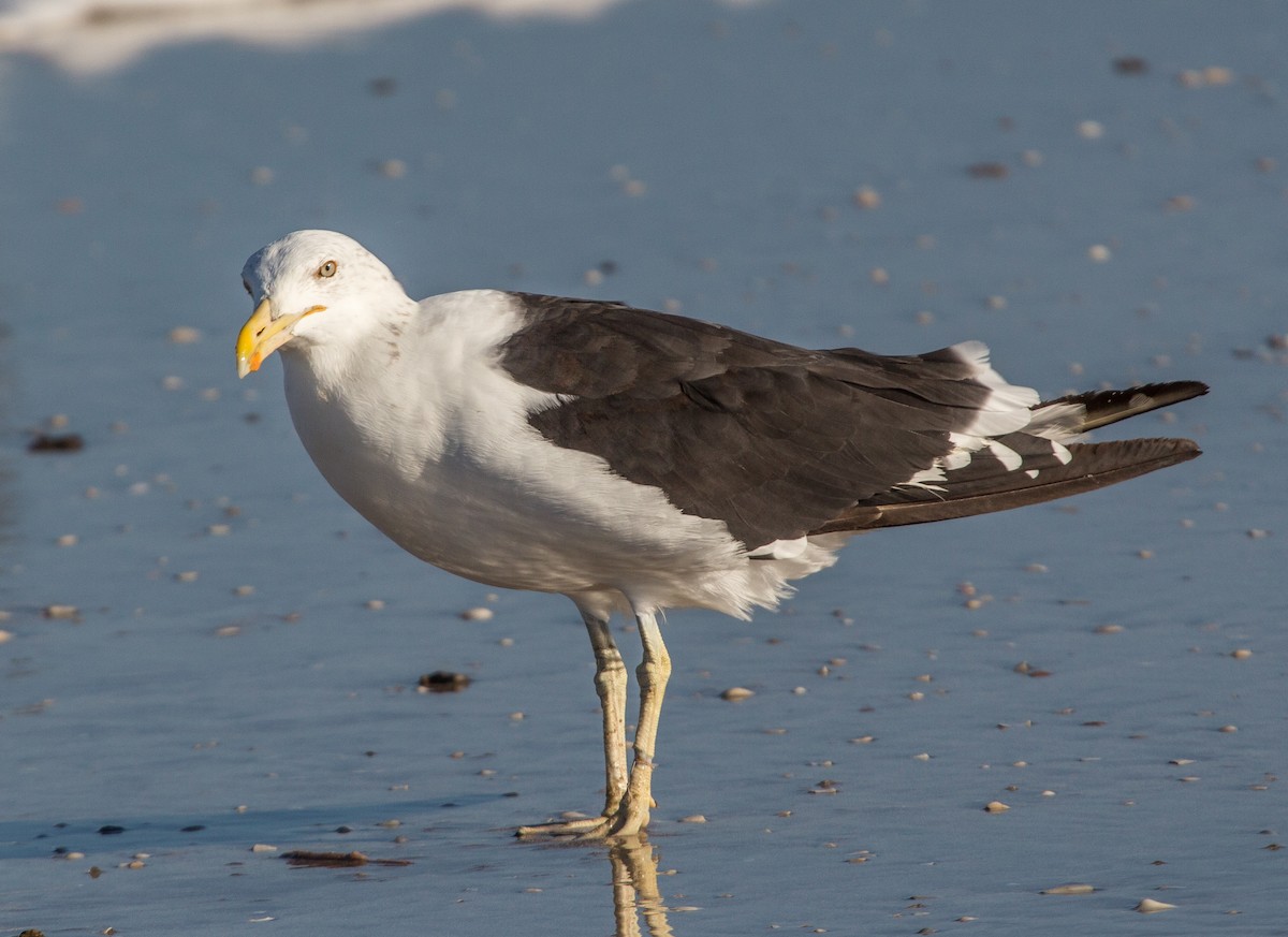 Kelp Gull - ML84196351