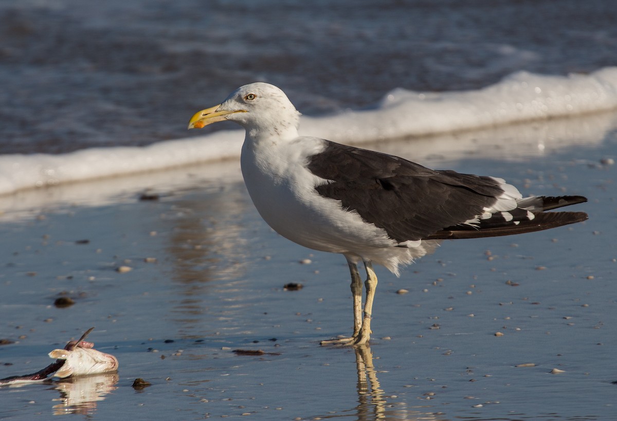 Kelp Gull - ML84196421