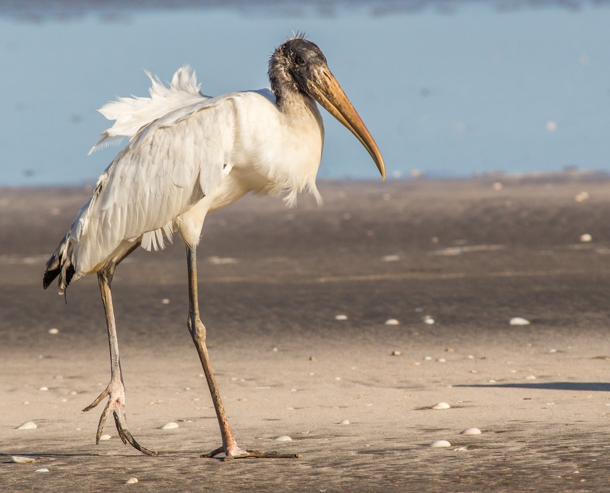 Wood Stork - Fernando  Jacobs