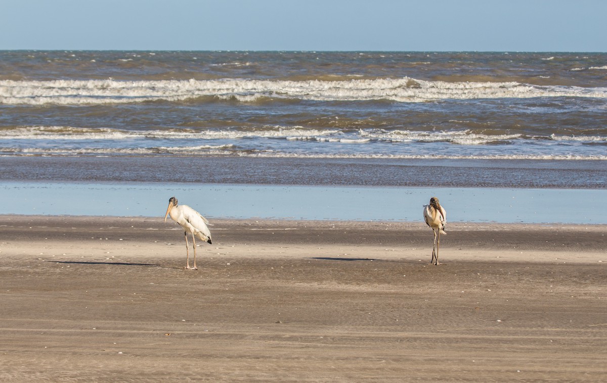 Wood Stork - ML84197411