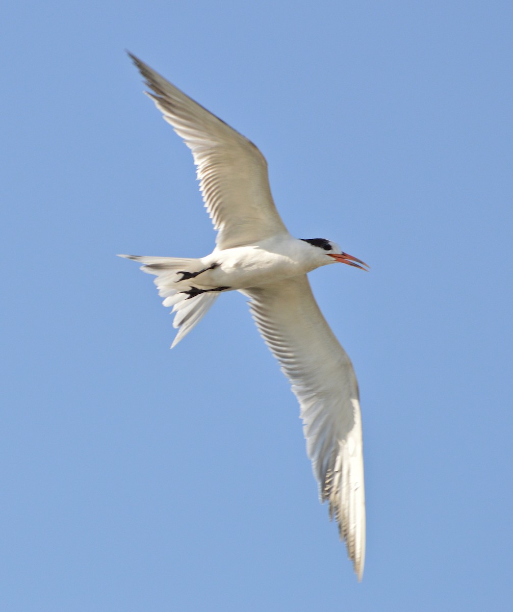 Elegant Tern - ML84197441