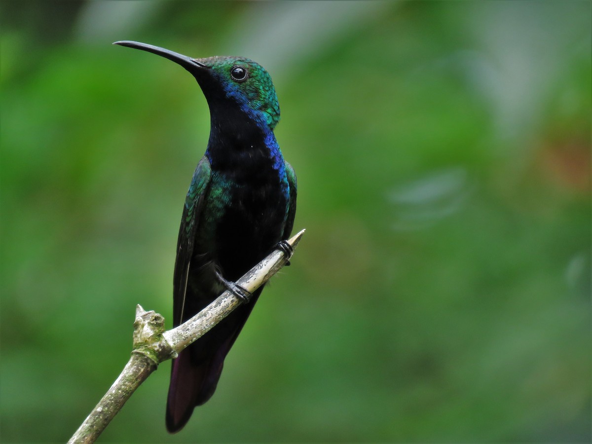 kolibřík tropický - ML84197921