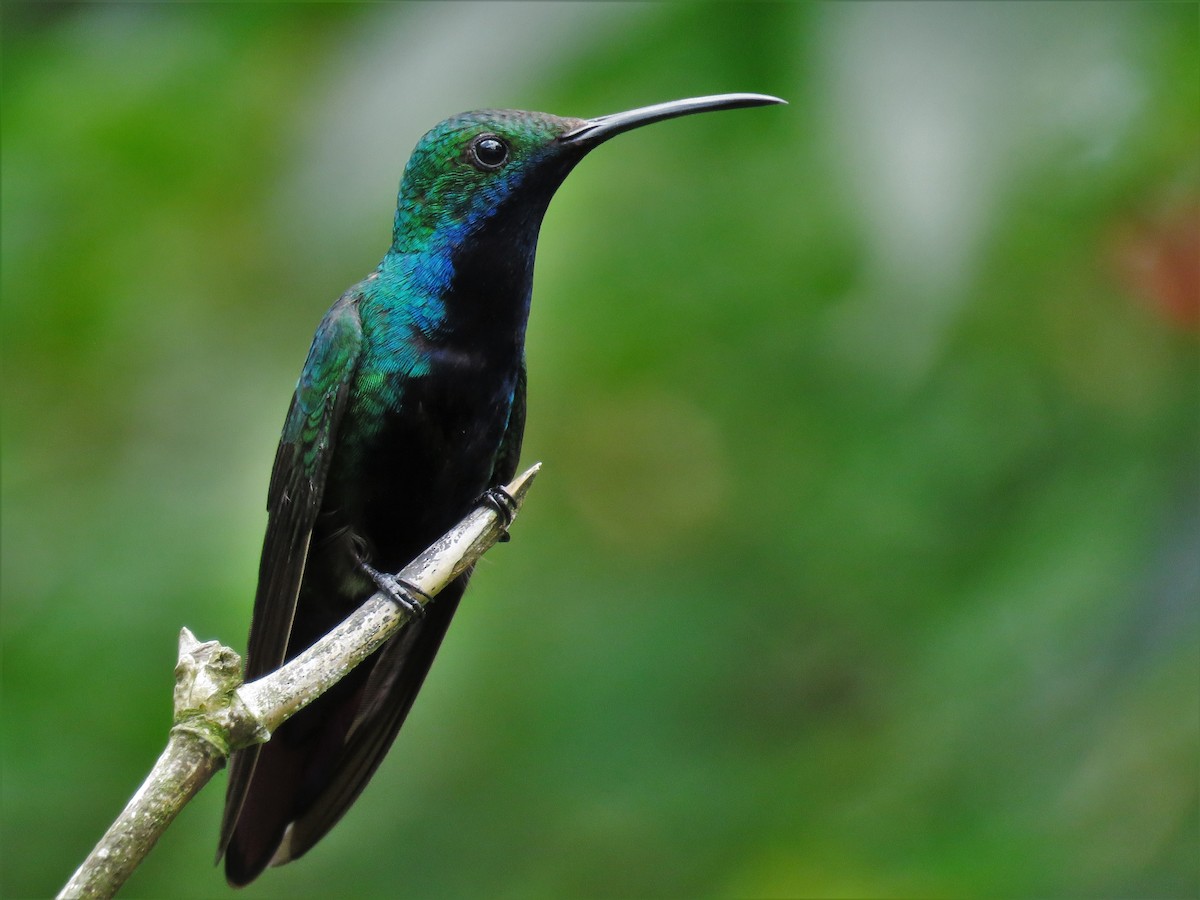 kolibřík tropický - ML84197941