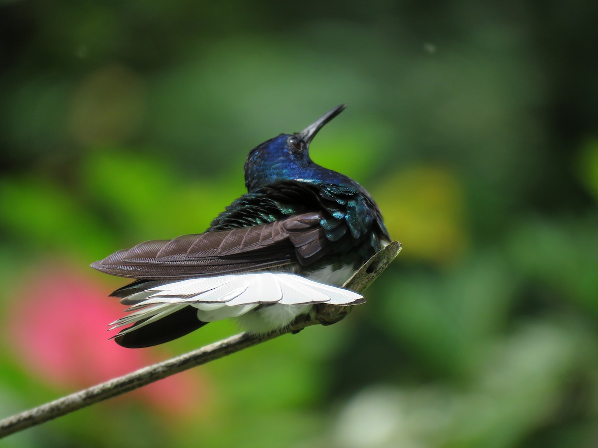 White-necked Jacobin - ML84198101