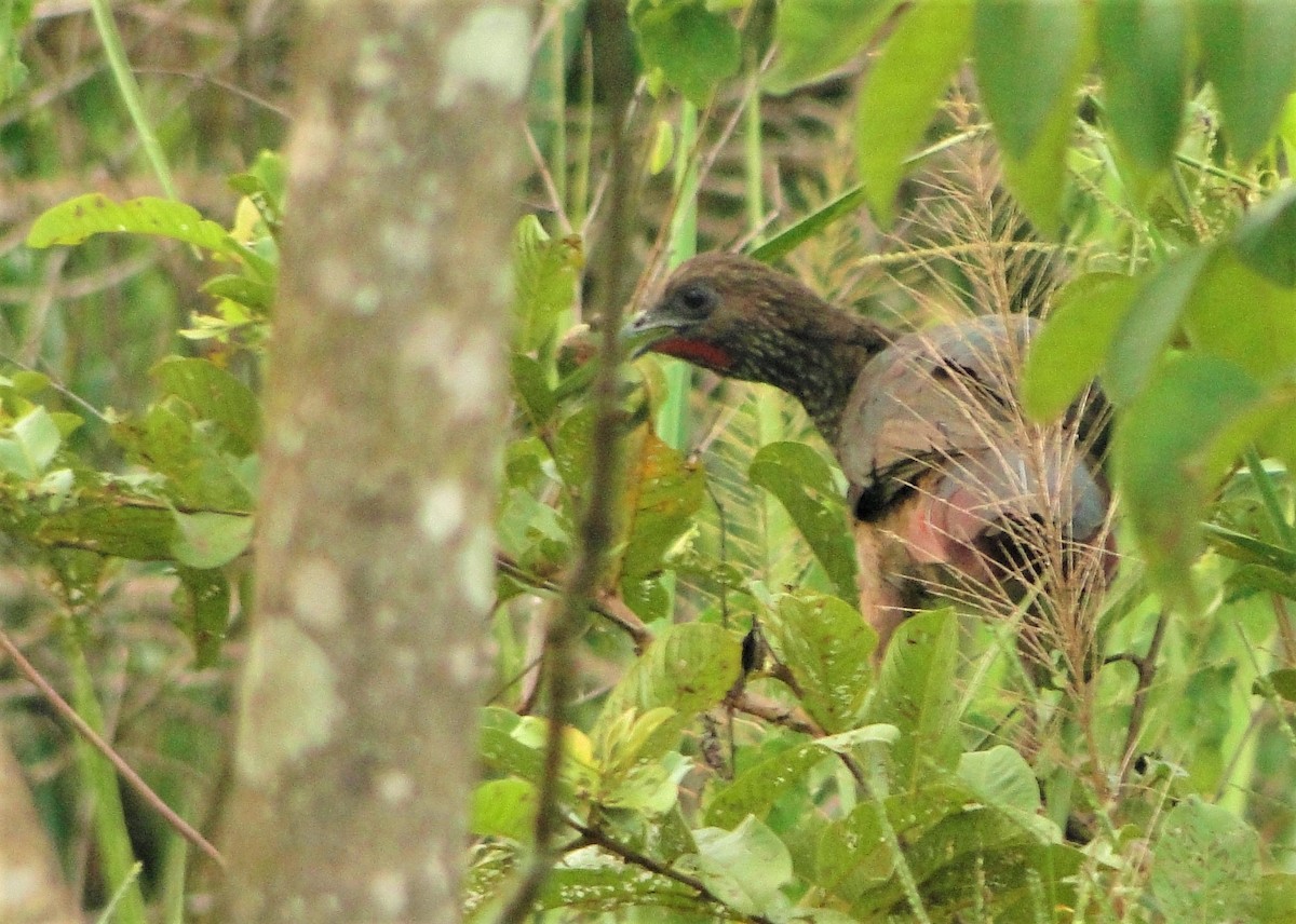 Chachalaca Moteada (remota) - ML84198501