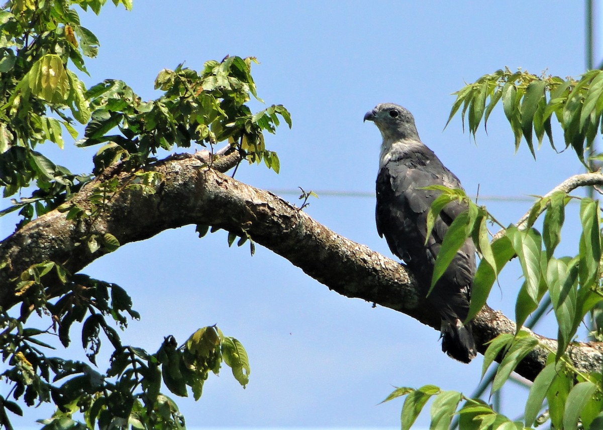 Gray-headed Kite - ML84198821