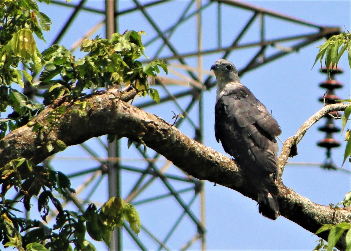 Gray-headed Kite - ML84198841