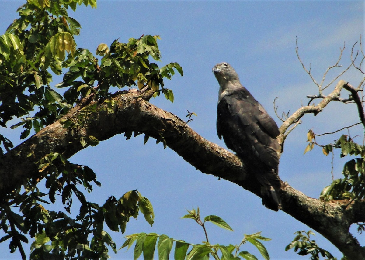 Gray-headed Kite - ML84198851