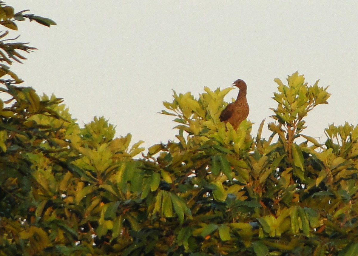 Speckled Chachalaca (Parana) - Carlos Otávio Gussoni