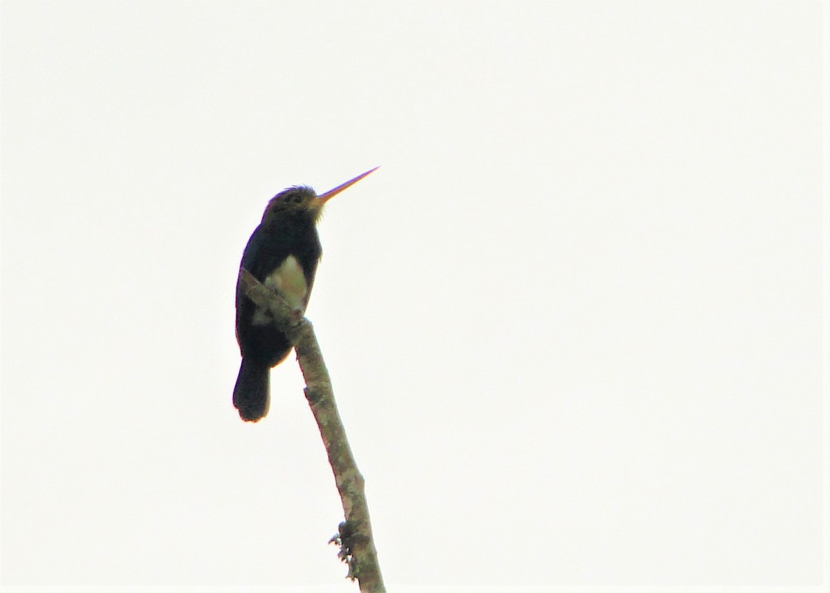 Brown Jacamar - ML84199011