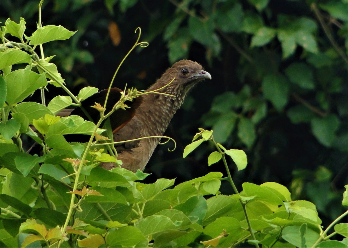 Chachalaca Moteada (remota) - ML84199541