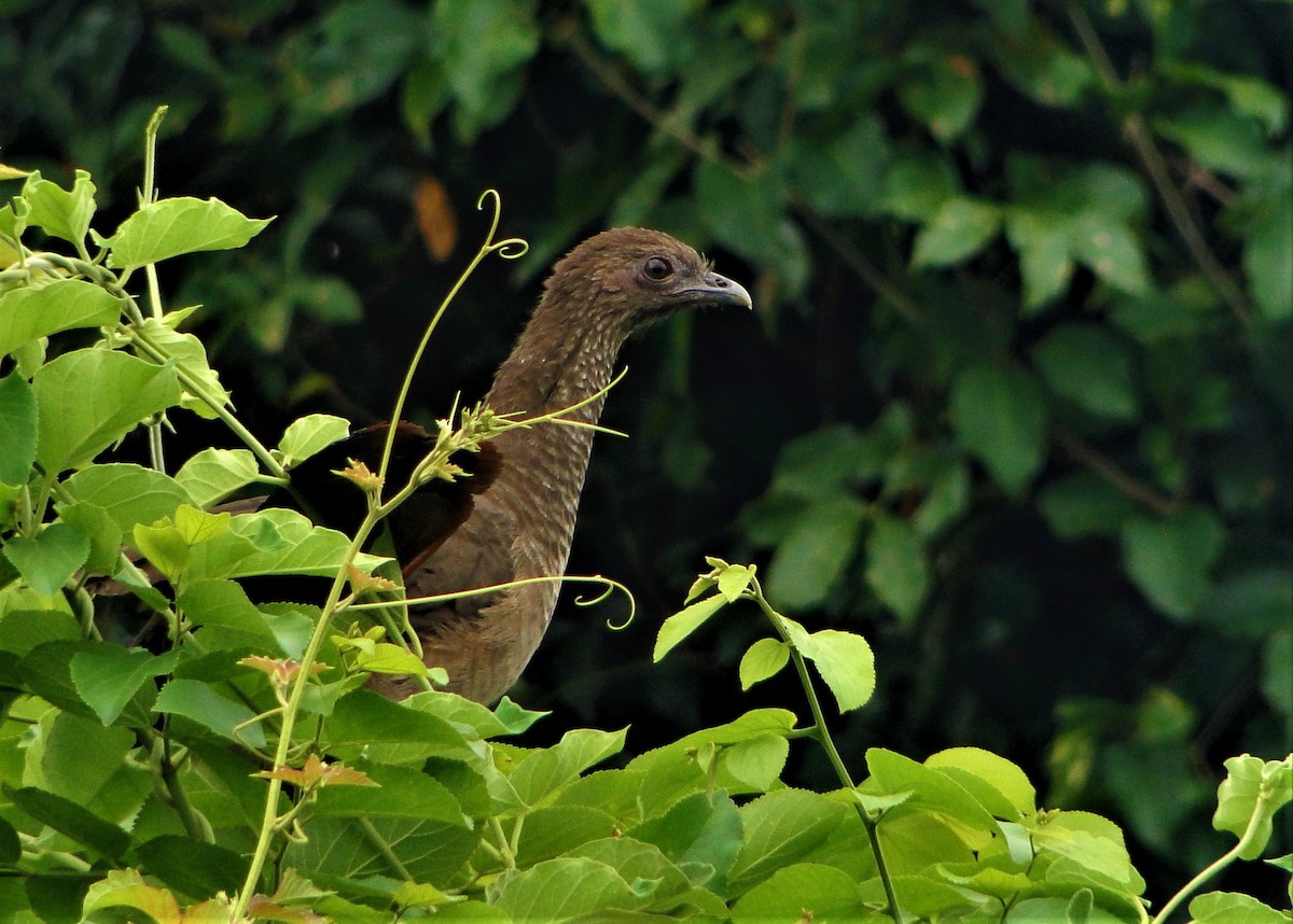 Speckled Chachalaca (Parana) - ML84199801