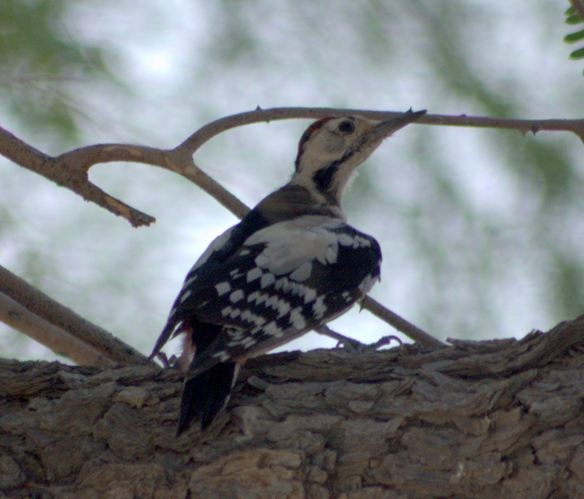 Sind Woodpecker - ML84201081