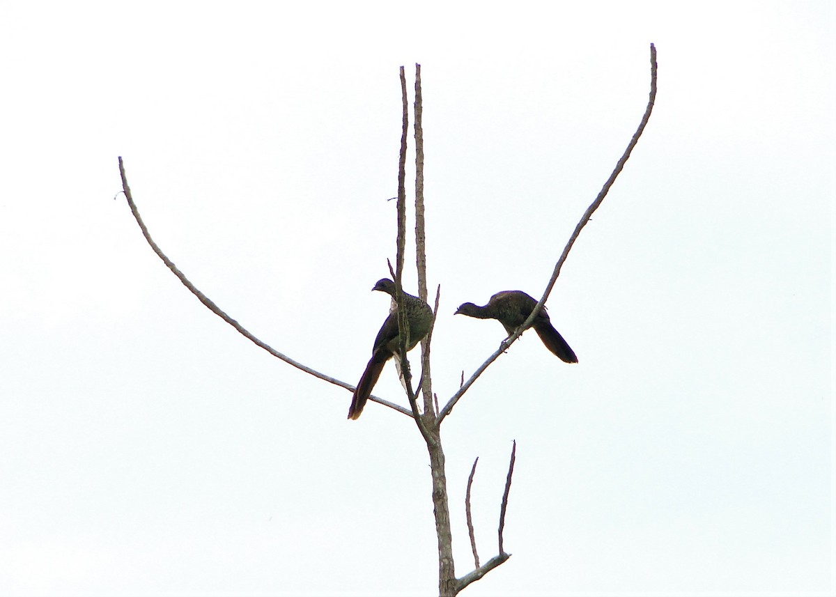 Speckled Chachalaca (Parana) - ML84201491