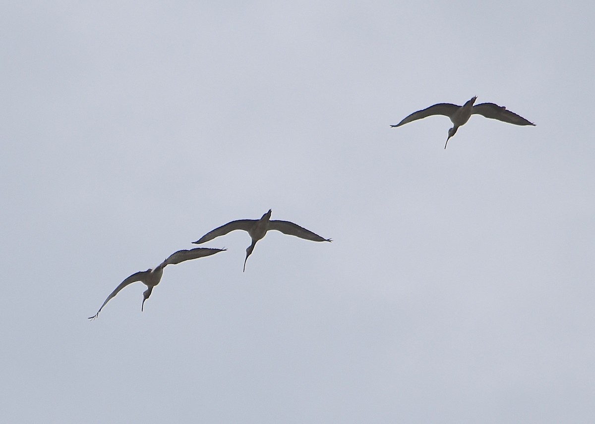 Ibis zuria - ML84201981