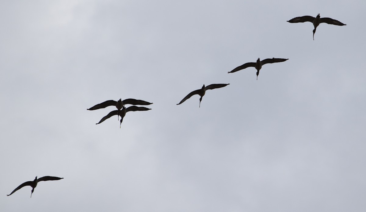 Ibis zuria - ML84201991