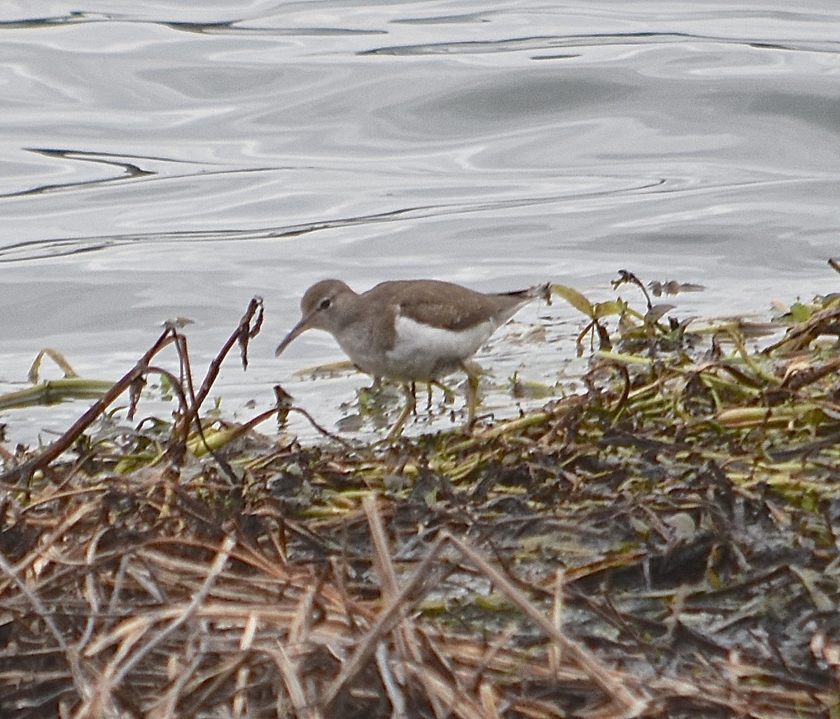 Spotted Sandpiper - ML84202061