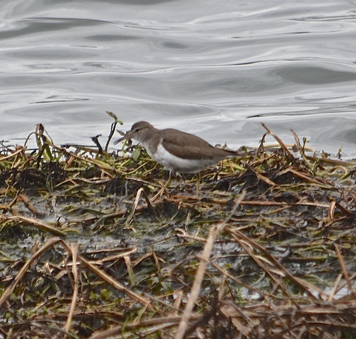 Spotted Sandpiper - ML84202071