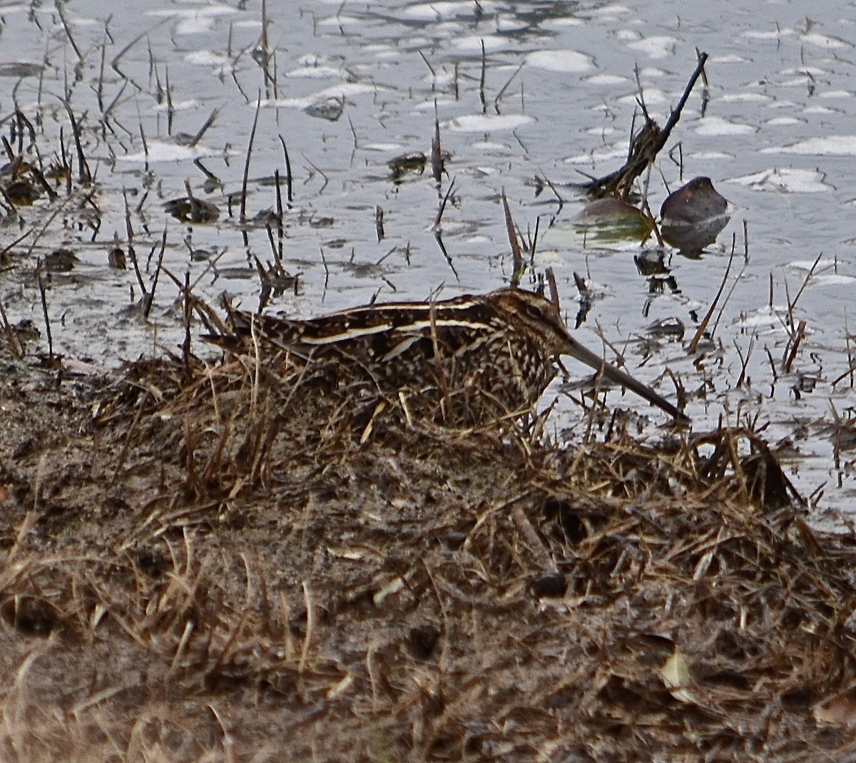 Wilson's Snipe - ML84202171